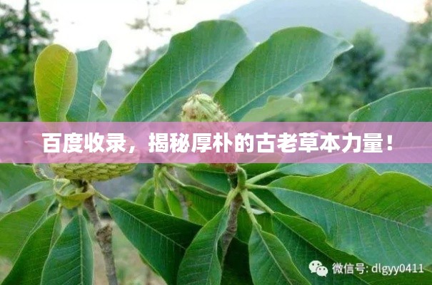 百度收录，揭秘厚朴的古老草本力量！