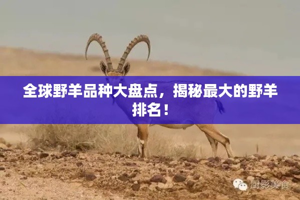 全球野羊品种大盘点，揭秘最大的野羊排名！