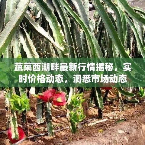 蔬菜西湖畔最新行情揭秘，实时价格动态，洞悉市场动态