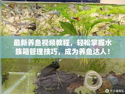 最新养鱼视频教程，轻松掌握水族箱管理技巧，成为养鱼达人！