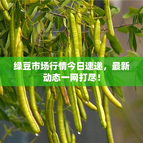 绿豆市场行情今日速递，最新动态一网打尽！