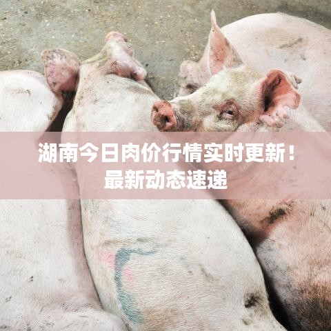 湖南今日肉价行情实时更新！最新动态速递