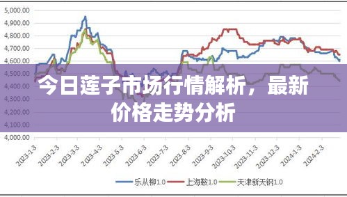 今日莲子市场行情解析，最新价格走势分析