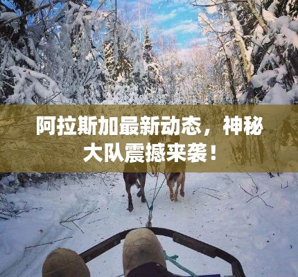 阿拉斯加最新动态，神秘大队震撼来袭！