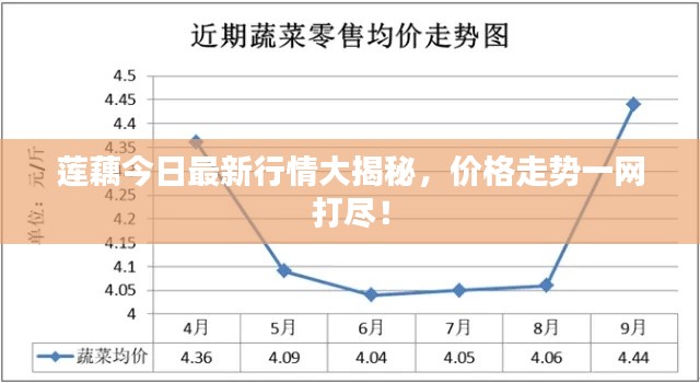 莲藕今日最新行情大揭秘，价格走势一网打尽！