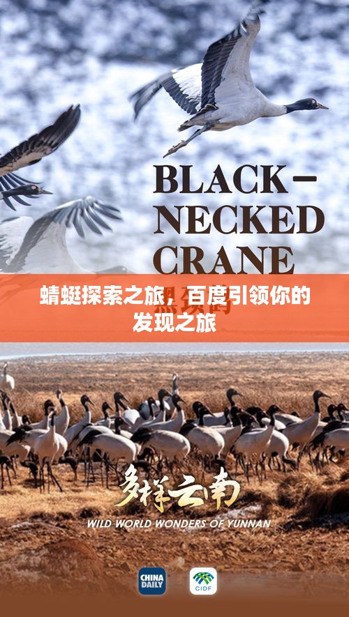 蜻蜓探索之旅，百度引领你的发现之旅