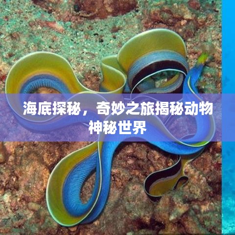 海底探秘，奇妙之旅揭秘动物神秘世界