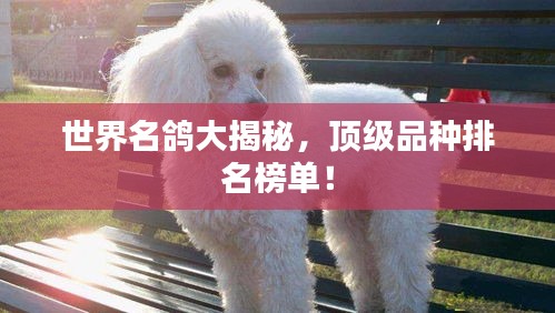 世界名鸽大揭秘，顶级品种排名榜单！