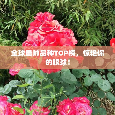 全球最帅品种TOP榜，惊艳你的眼球！