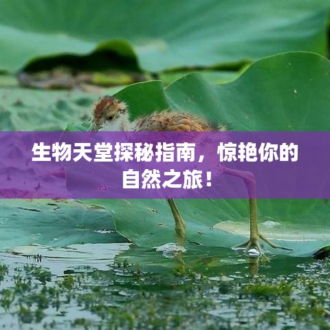 生物天堂探秘指南，惊艳你的自然之旅！