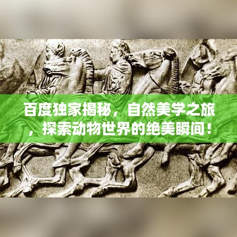 百度独家揭秘，自然美学之旅，探索动物世界的绝美瞬间！