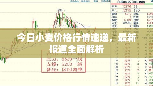 今日小麦价格行情速递，最新报道全面解析