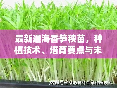 最新通海香笋秧苗，种植技术、培育要点与未来前景展望