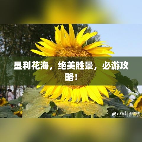垦利花海，绝美胜景，必游攻略！
