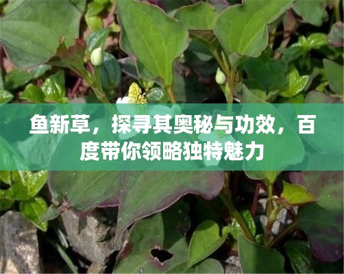 鱼新草，探寻其奥秘与功效，百度带你领略独特魅力