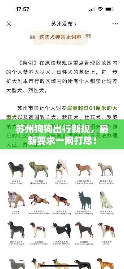 苏州狗狗出行新规，最新要求一网打尽！