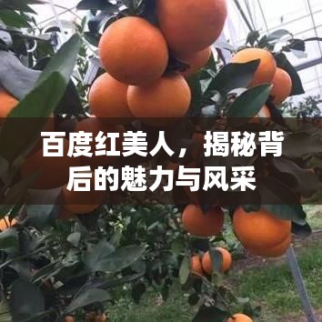 百度红美人，揭秘背后的魅力与风采