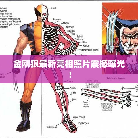 金刚狼最新亮相照片震撼曝光！