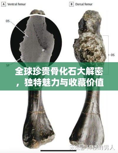 全球珍贵骨化石大解密，独特魅力与收藏价值排名揭晓
