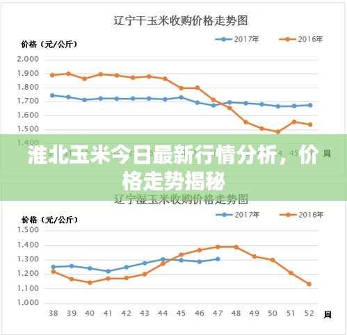 淮北玉米今日最新行情分析，价格走势揭秘